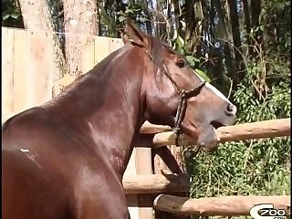 Videos De Zoofilia Bestial