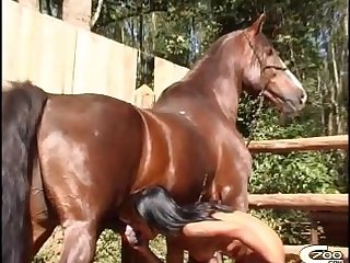 Videos De Zoofilia Bestial