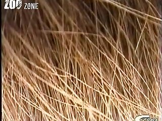Zoofilia Gay Compilation