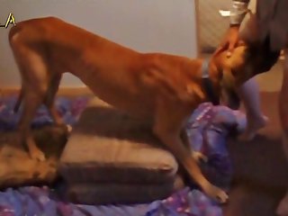 Videos Xxx Zoofilia Con Caballos