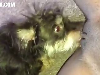 Dog Knot Porn