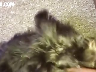Dog Knot Porn