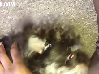 Dog Knot Porn