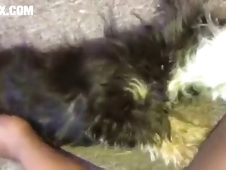 Dog Knot Porn