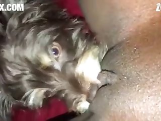 Furry Horse Porn