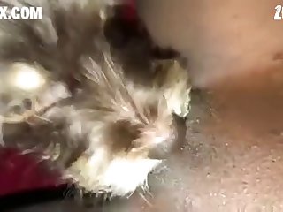 Furry Horse Porn