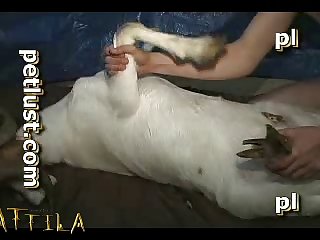 Zoofilia Hardcore Gay