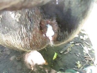 Xporno Animal