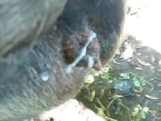 Xporno Animal
