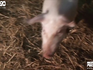 Dog Fuck Woman Porn Video