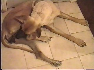 Porno Cosplay Animal