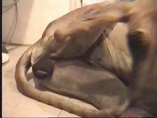 Porno Cosplay Animal