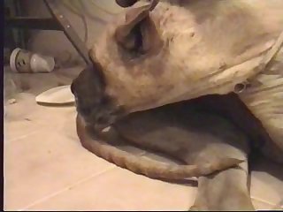 Porno Cosplay Animal