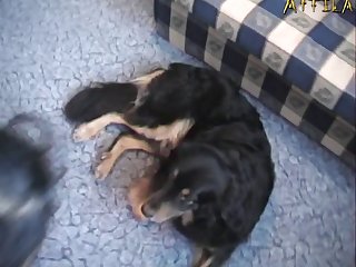 Zoo Porn Licking Pussy