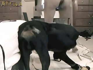 Free Animal Sex Games