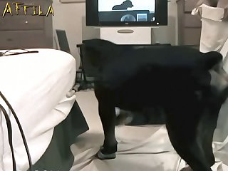 Free Animal Sex Games