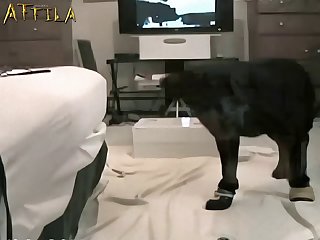 Free Animal Sex Games