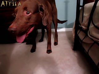 Animal Sex Tube Free