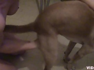 Man Animal Sex Video