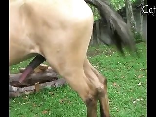 Taboo Animal Sex Stories