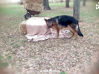 Trans Zoo Porn