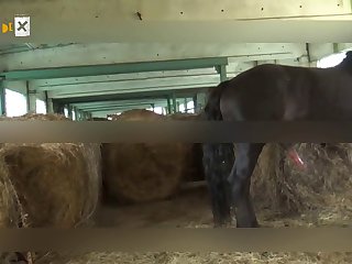 Zoo Porn Beast