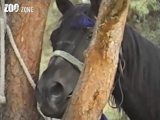 Wild Animal Sex Stories