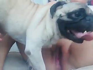 Animal Sex Video Free