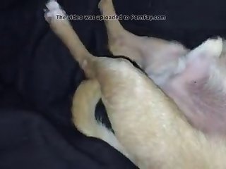 X Videos Zoo Porn
