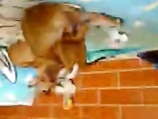 Animal Sex Giral