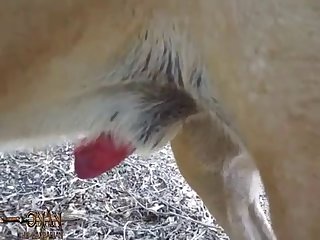 Animal Sex Group