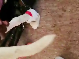 Zoo Porn Force
