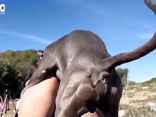 Zoophilie Porno Hentai