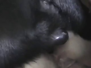 Woman Have Sex With Dog Porn