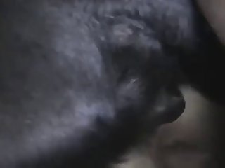 Woman Have Sex With Dog Porn