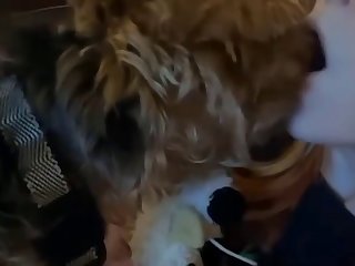 Zoophilie Illegal