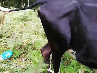 Bestiarii