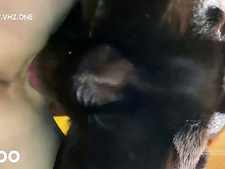 Christmas Dog Porn