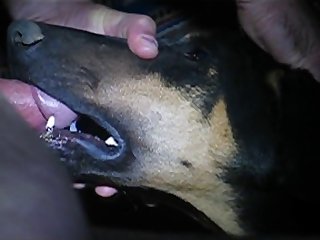 Guy And His Dog Porn