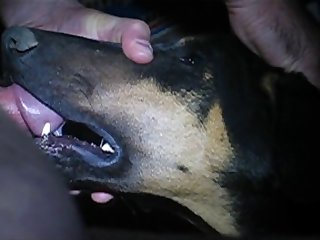 Guy And His Dog Porn