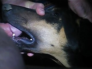 Guy And His Dog Porn