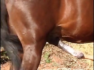 Pornstar Animal Sex
