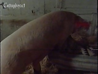 Vixen Horse Porn