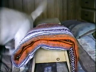 Horny Dog Fuck Wife