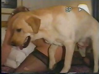 Risky Dog Fuck