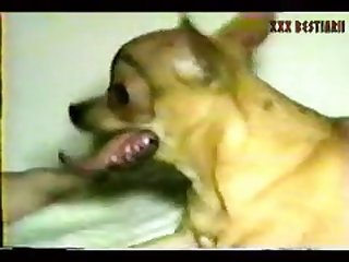 Mei Ling Fuck Dog
