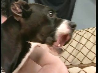 Animal Fuck Dog