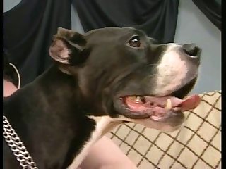 Animal Fuck Dog