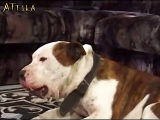 Stinky The Dog Fuck It