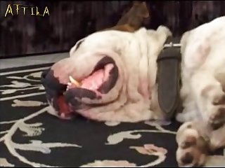 Stinky The Dog Fuck It